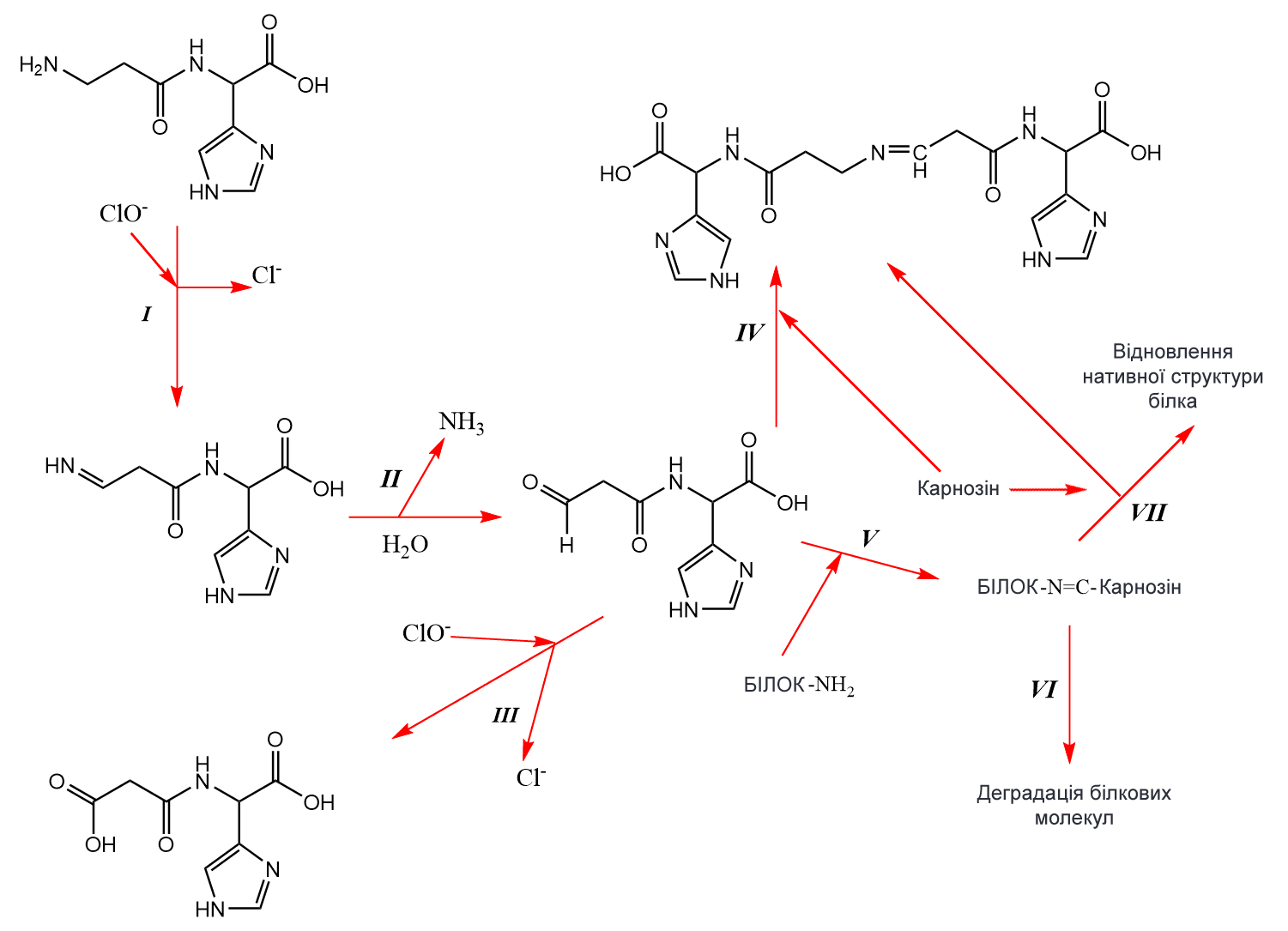 Карнозин в каких продуктах содержится. Карнозин формула. Формула цинк-карнозин. Карнозин структурная формула. Структура карнозина.
